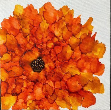 Orange Dahlia
